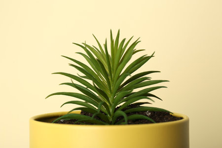 Beautiful echeveria plant in tin can on yellow background, closeupの写真素材