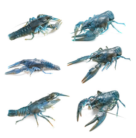 Set of blue crayfish isolated on whiteの写真素材