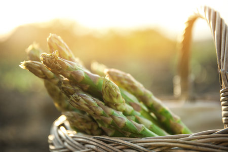 Wicker basket with fresh asparagus outdoors, closeupの写真素材