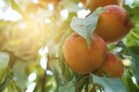 Ripe peaches on tree branch in garden, closeupの写真素材