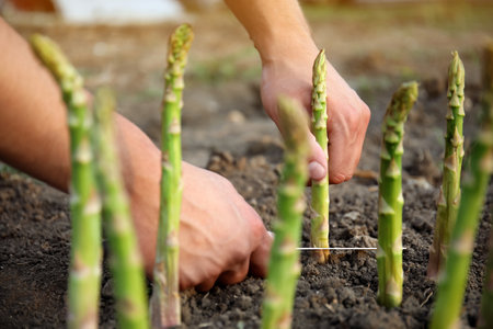 Man picking fresh asparagus in field, closeupの写真素材