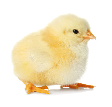 Cute fluffy baby chicken on white background. farm animalsの写真素材