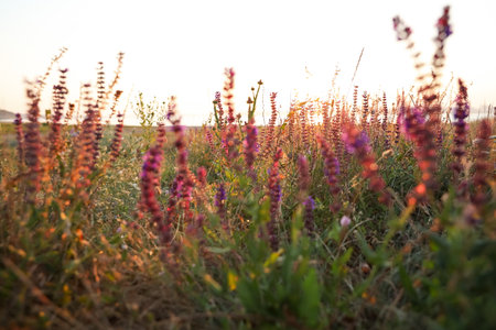 Beautiful wild flowers in the field at sunrise. early morning landscape