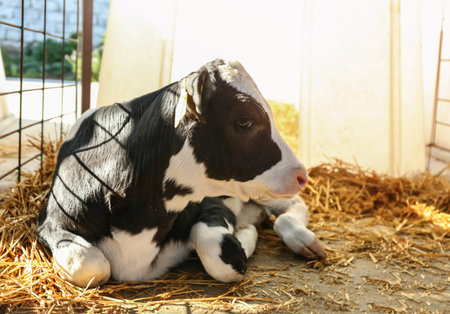 Pretty little calf on farm. animal husbandryの写真素材