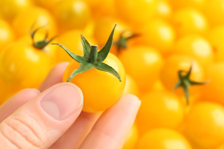 Woman with ripe yellow tomatoes, closeup viewの写真素材