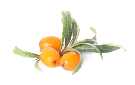 Fresh ripe sea buckthorn berries with leaves on white backgroundの写真素材