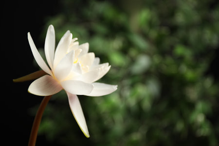 Beautiful white lotus flower and blurred green plant on background. Space for textの写真素材
