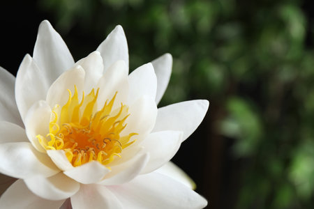 Beautiful white lotus flower on blurred green background, closeupの写真素材