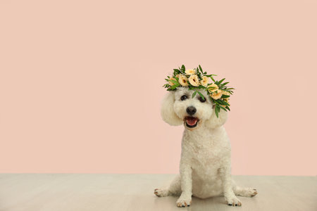 Adorable Bichon wearing wreath made of beautiful flowers indoors, space for textの写真素材