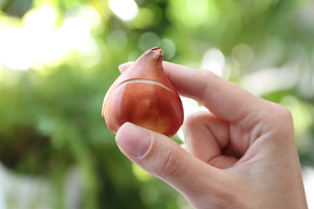 Woman holding tulip bulb on blurred background, closeupの写真素材