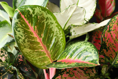 Aglaonemas with beautiful leaves as background, closeup. tropical plants