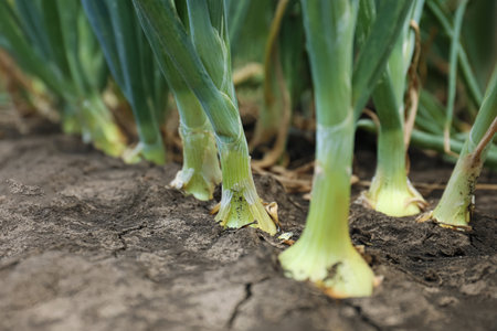 Green onions growing in field, closeup. harvest season