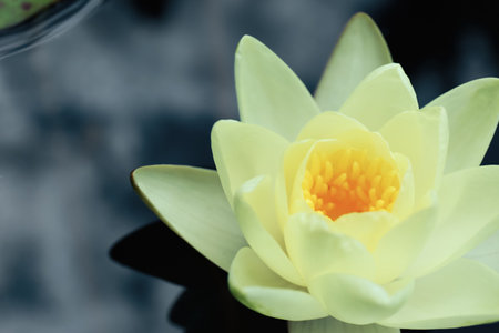 Beautiful white lotus flower in pond, closeupの写真素材