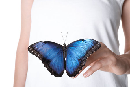 Woman holding beautiful common morpho butterfly on white background, closeupの写真素材