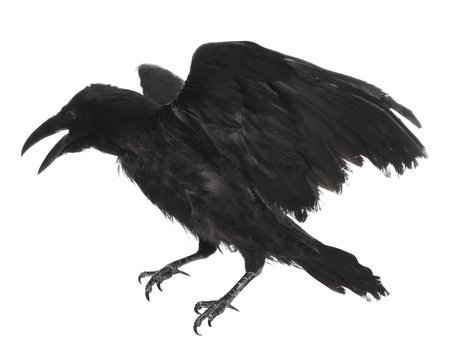 Beautiful black common raven on white backgroundの写真素材