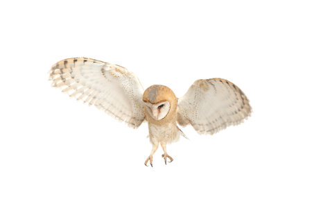 Beautiful common barn owl flying on white backgroundの写真素材