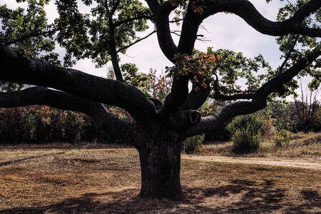 Beautiful oak with large twisted branches outdoors. Fantasy forest