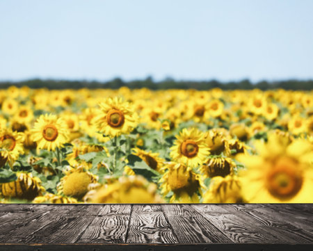 Empty wooden surface in sunflower field under blue skyの写真素材
