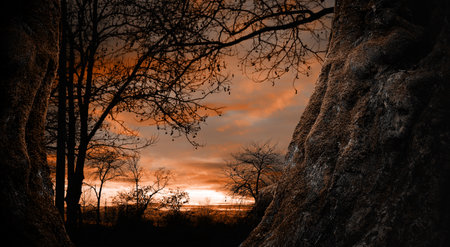 Fantasy world. Creepy forest with old trees at sunsetの写真素材