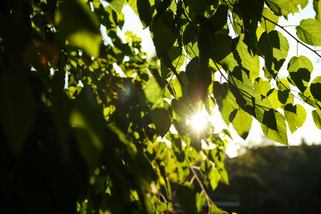 Closeup view of a tree with green leaves outdoors in the morning