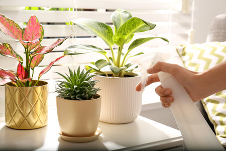 Woman spraying beautiful houseplants near window indoors, closeupの写真素材