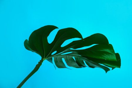 Beautiful monstera leaf on light blue background. tropical plantの写真素材