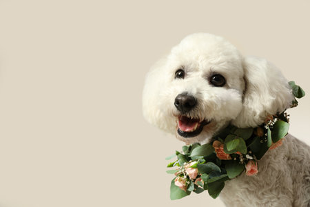Adorable Bichon wearing wreath made of beautiful flowers indoors, space for textの写真素材