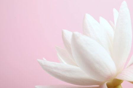 Beautiful white lotus flower on light pink background, closeup. Space for textの写真素材