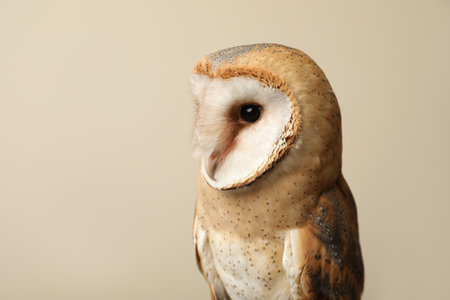 Beautiful common barn owl on beige background. Space for textの写真素材