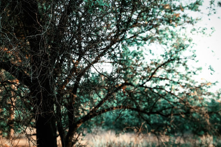 Tree with leafless branches outdoors, closeup. fantasy forest