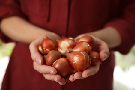 Woman holding pile of tulip bulbs on blurred background, closeupの写真素材