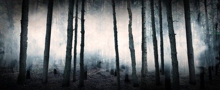 fantasy world. Creepy foggy forest with tall trees, banner design