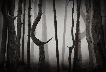 fantasy world. Creepy foggy forest with tall trees