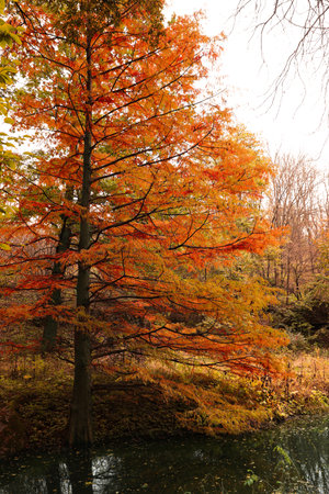 Beautiful view of park with lake and trees on autumn day