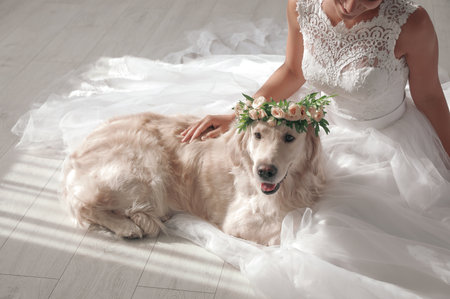 Bride and adorable Golden Retriever wearing wreath made of beautiful flowers indoors, closeupの写真素材