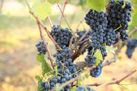 Delicious ripe grapes in vineyard. harvest season