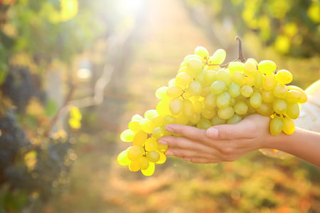 Woman holding cluster of ripe grapes in vineyard, closeupの写真素材