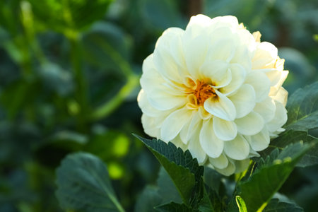 Beautiful blooming white dahlia flower in green garden, closeupの写真素材