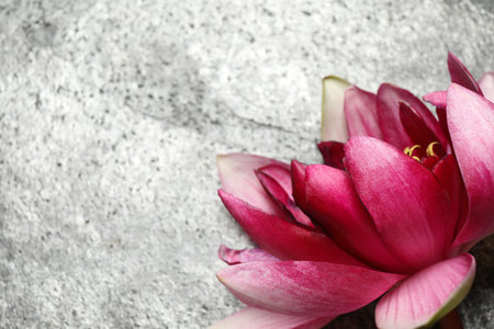 Beautiful blooming pink lotus flower on gray background, closeup. Space for textの写真素材