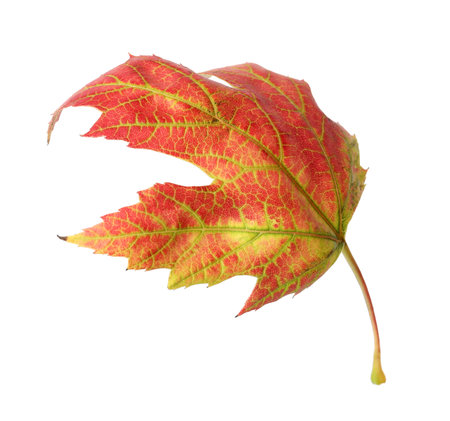 Beautiful leaf isolated on white. autumn season