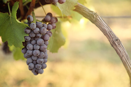 Delicious ripe grapes in vineyard. harvest season