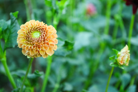 Beautiful blooming dahlia flower in green garden, space for textの写真素材