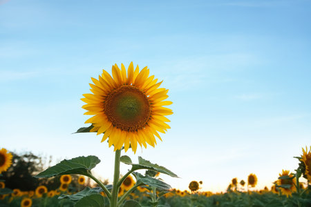 Beautiful view of field with yellow sunflowers at sunset
