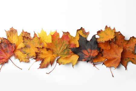 leaves Dry of maple tree on white background, top view. autumn season