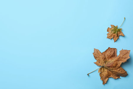 Dry autumn leaves on light blue background, flat lay. Space for text