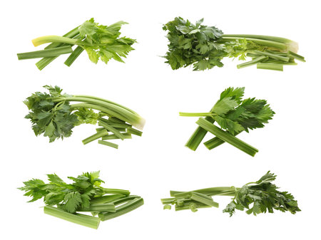 Collage with fresh green celery on white backgroundの写真素材