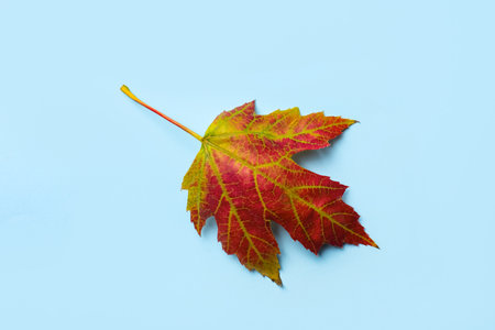 Beautiful autumn leaf on light blue background, top viewの写真素材