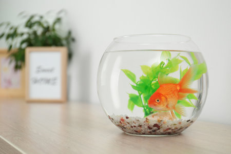 Beautiful bright small goldfish in round glass aquarium on wooden table. Space for textの写真素材
