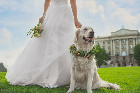 Bride and adorable Golden Retriever wearing wreath made of beautiful flowers on green grass outdoors, closeupの写真素材