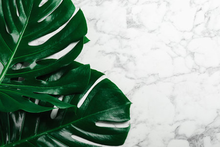 Beautiful monstera leaves on white marble background, flat lay with space for text. tropical plantの写真素材